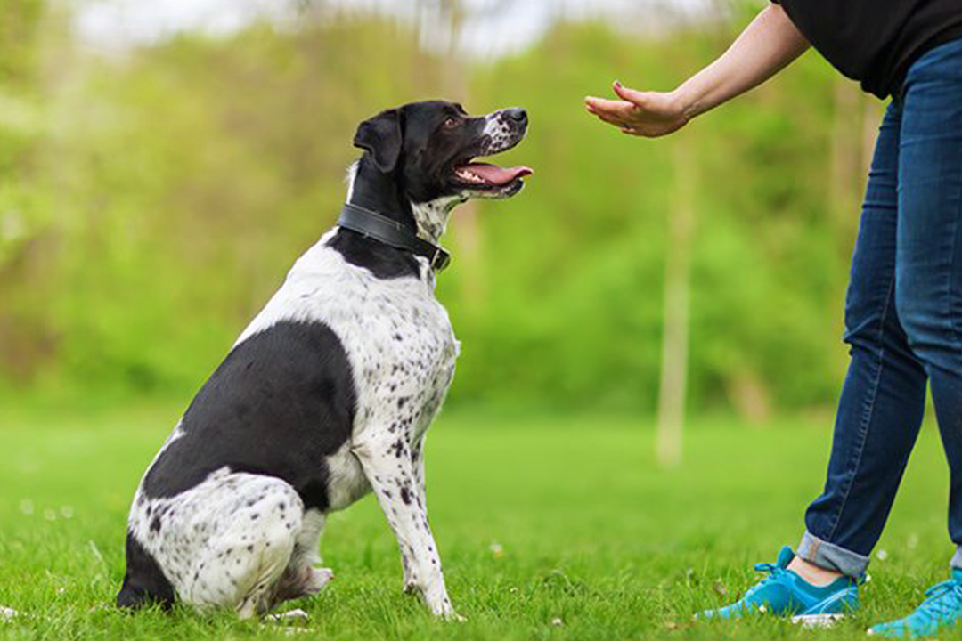 Adestramento Básico: Comandos Essenciais para Todo Cão Obedecer